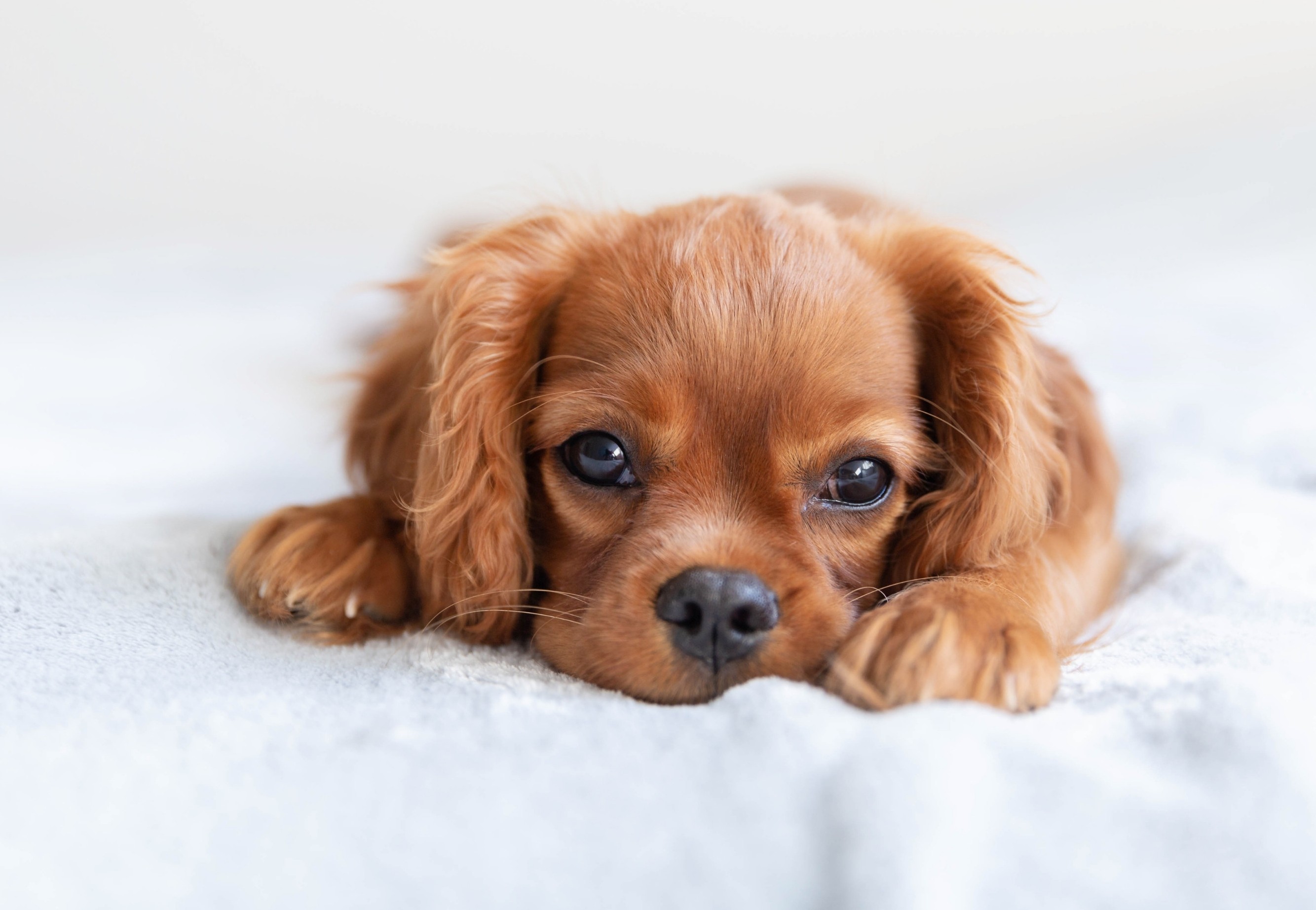 Do Puppies Get Bladder Infections?