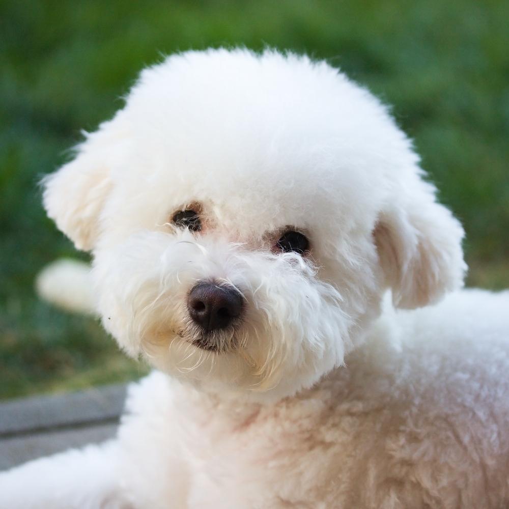 Beautiful puppy of bolognese dog