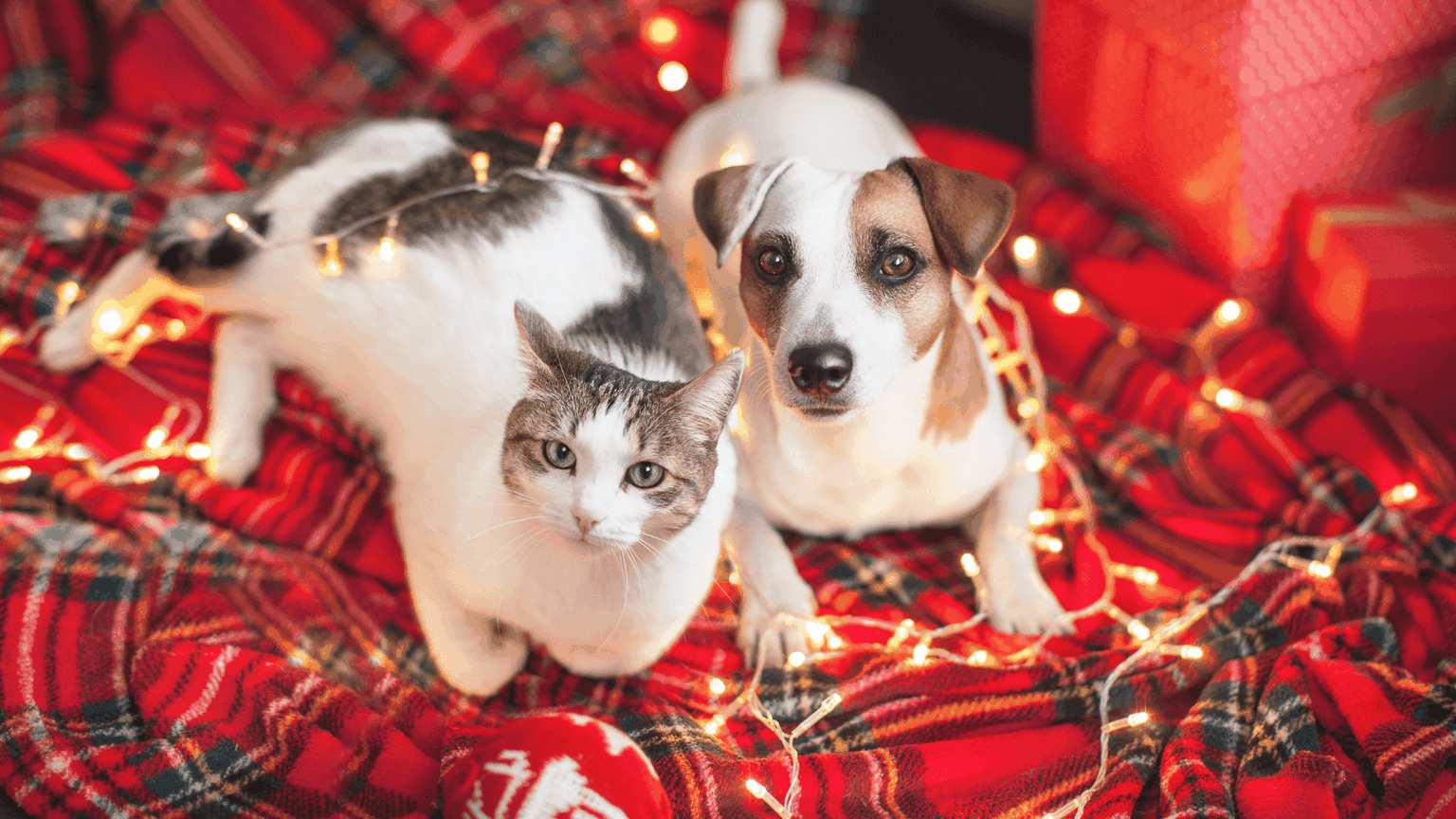 Holiday Safety for Pets – Door Buddy