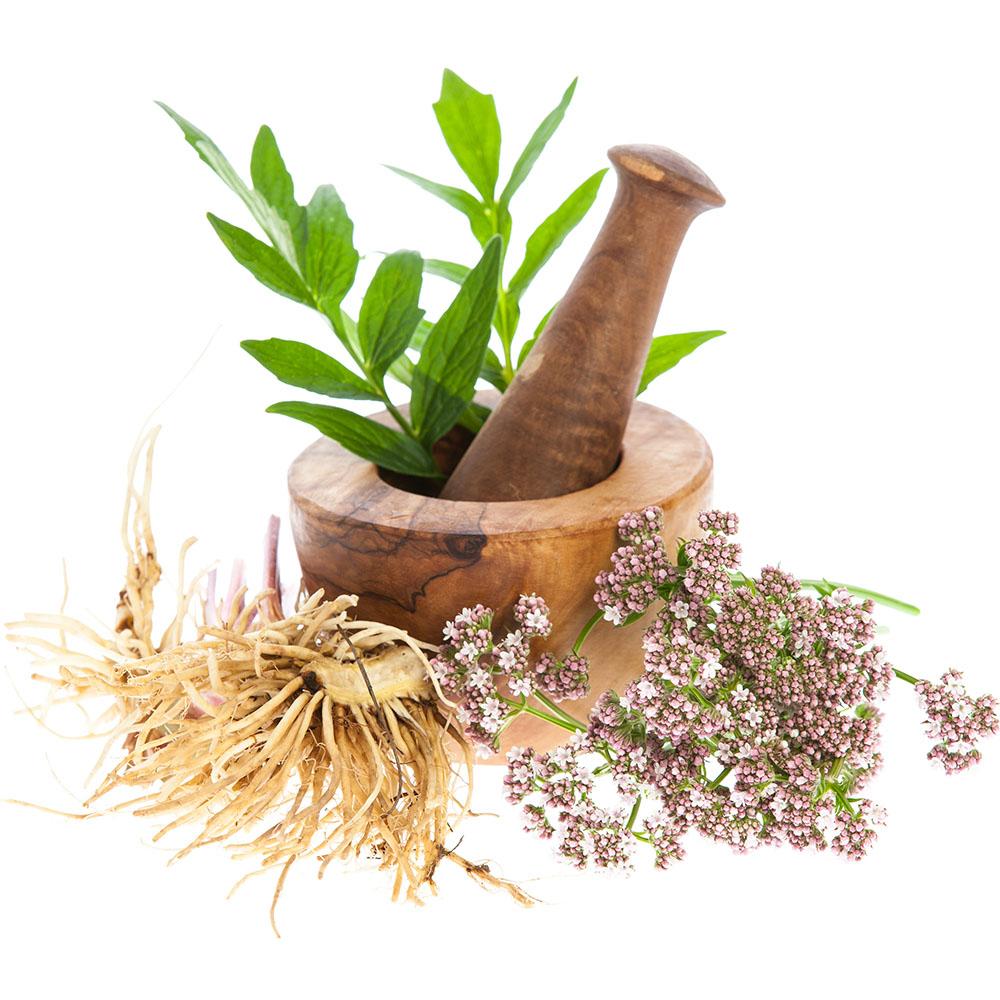 wooden mortar and pestle filled with leaves with stems with flowers and a plant root in front of the bowl