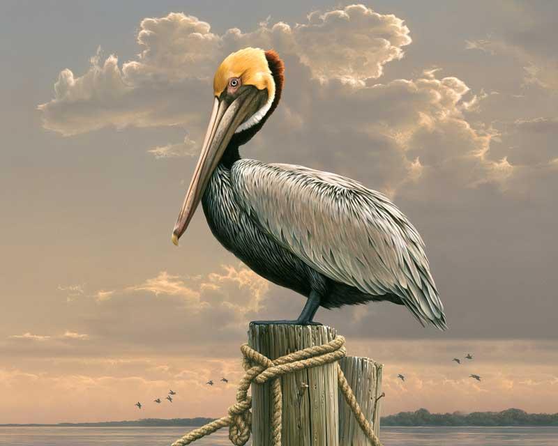 PELICAN