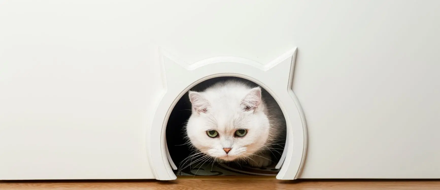 White cat stepping through a cat-shaped opening cut into an interior door.