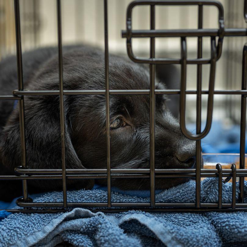 Puppy lying down in a crate