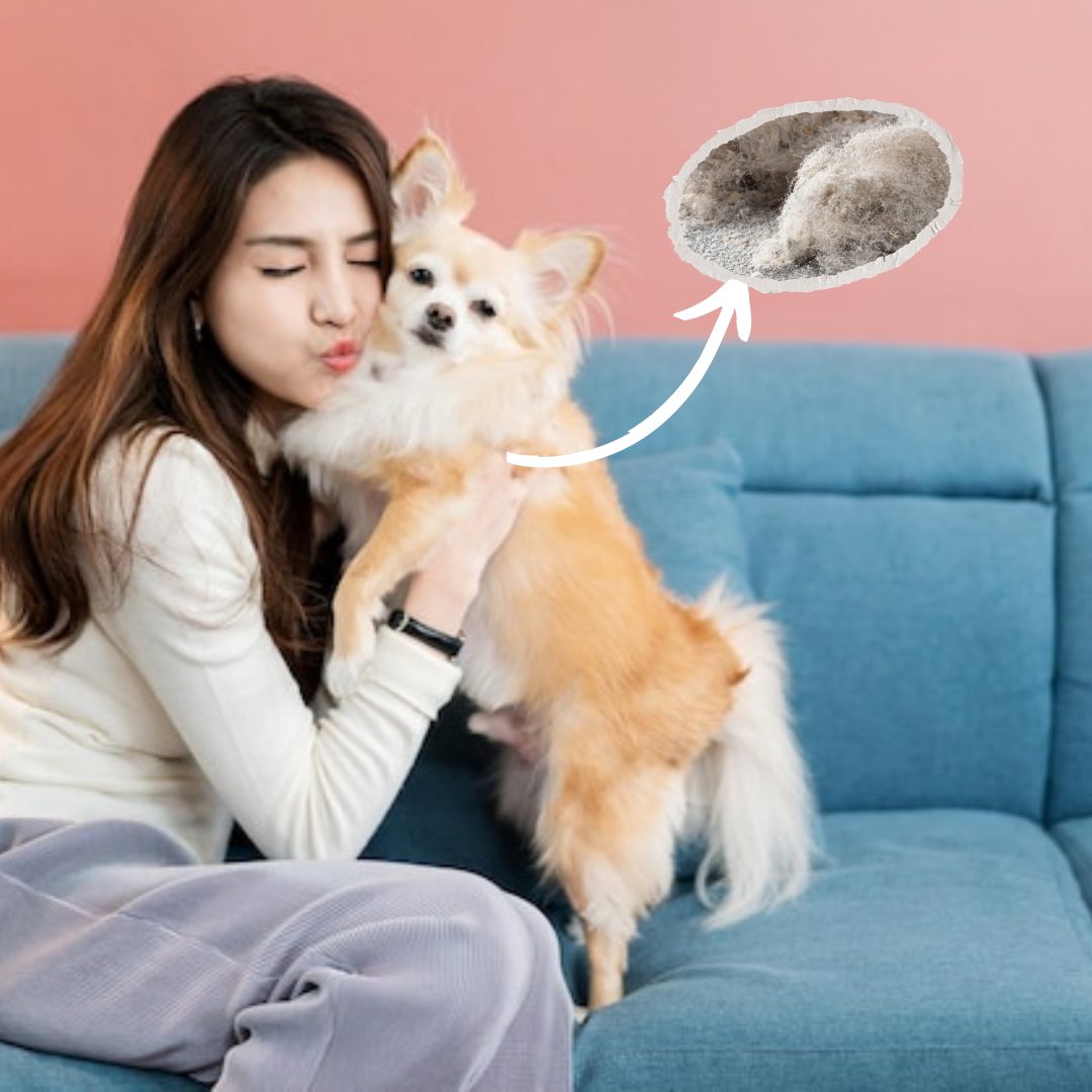 4 Ways to Protect Yourself from Allergies caused by Pet Fur and Dander