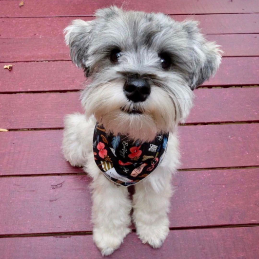 Miniature Schnauzer looking at camera