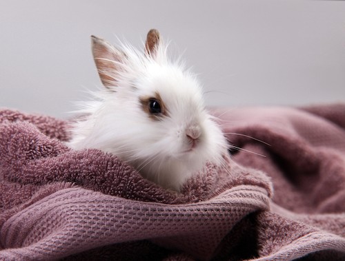 rabbit in a towel