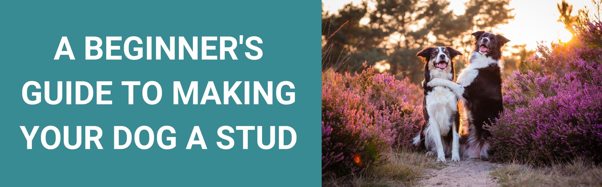 A Beginners Guide to Making Your Dog a Stud Potty Buddy™