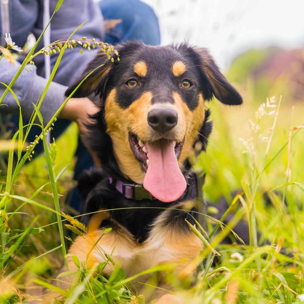 Smile of a black and brown dog having fun in spring in a flower meadow.