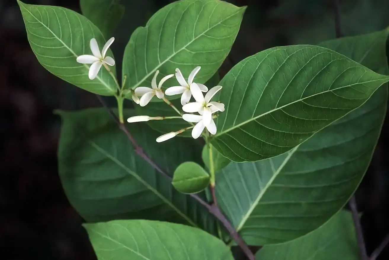 Holarrhena Antidysenterica (Kutaja) Seed Extract