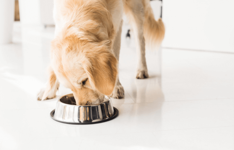 Tips for Feeding your Dog - Door Buddy Blog