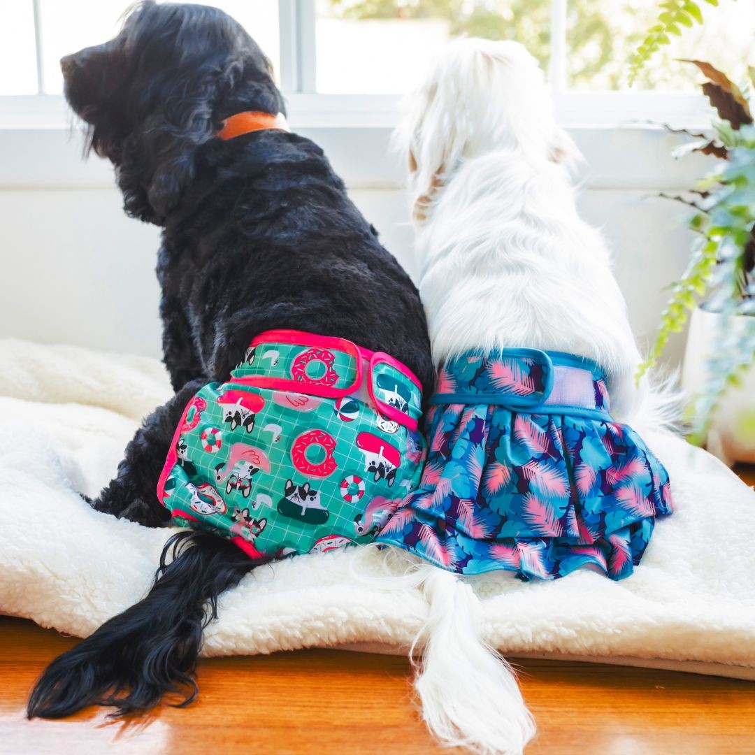 Dogs sitting on blanket wearing dog diaper and dog diaper skirt