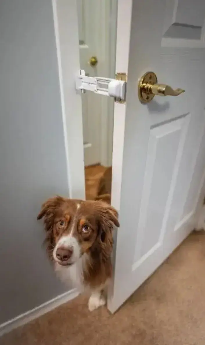 A dog peeks through a door, showcasing its curiosity with a door buddy prop enhancing the scene.