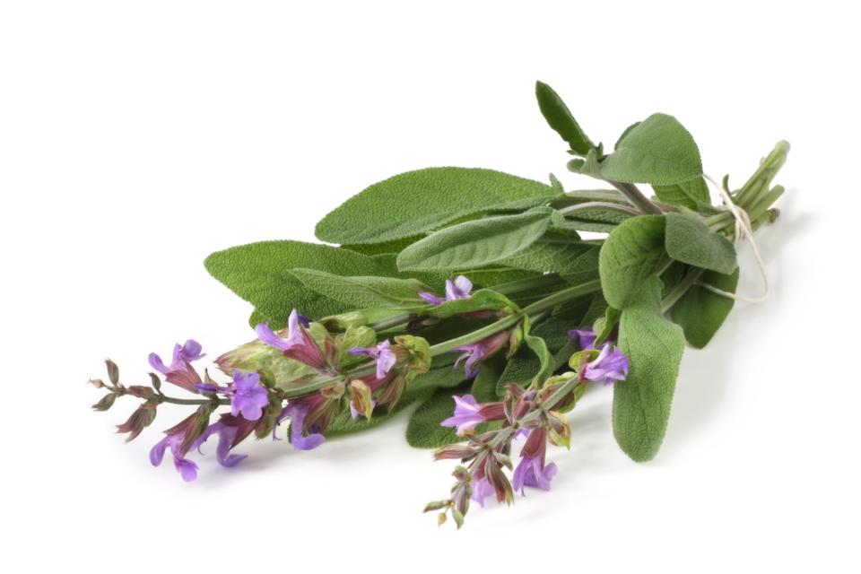 sage flowers are purple