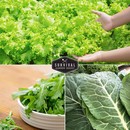 leafy greens to grow