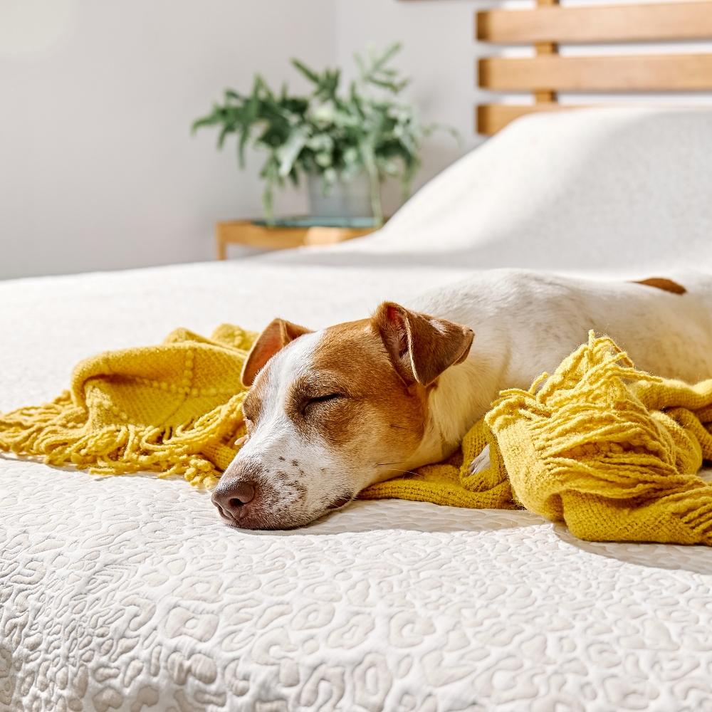 Jack Russell Terrier dog sleeping on owner's bed wrapping in yellow blanket. Autumn mood.