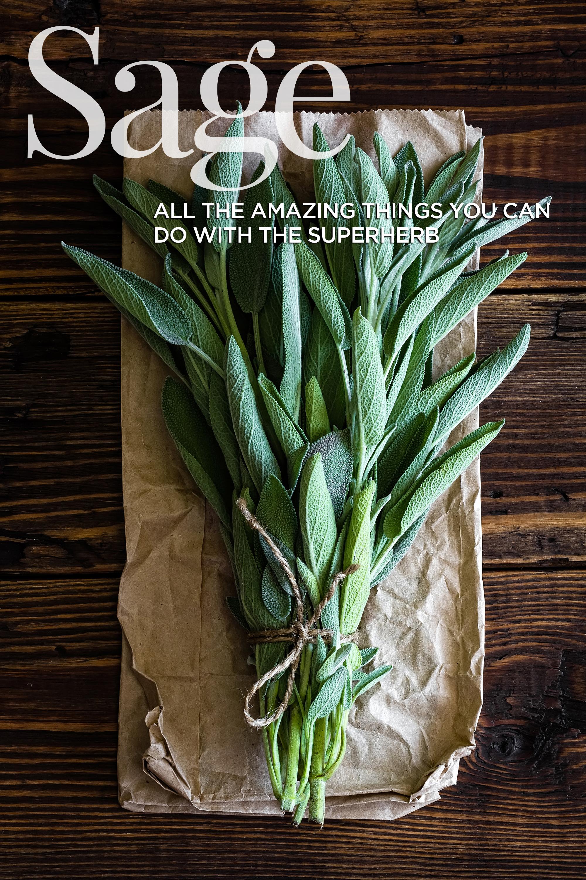 Sage growing at home and drying