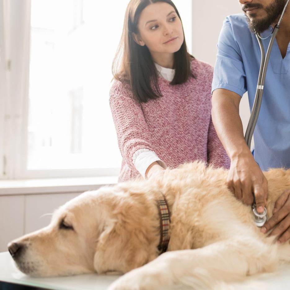 Is your older dog peeing in the house? Here's why and how to handle it