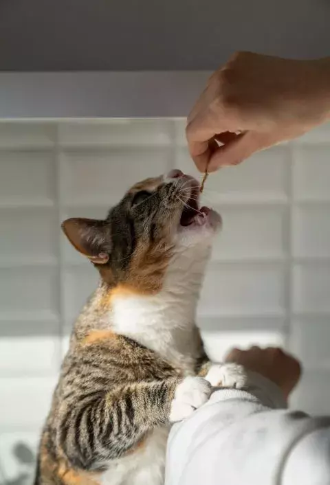 training a cat