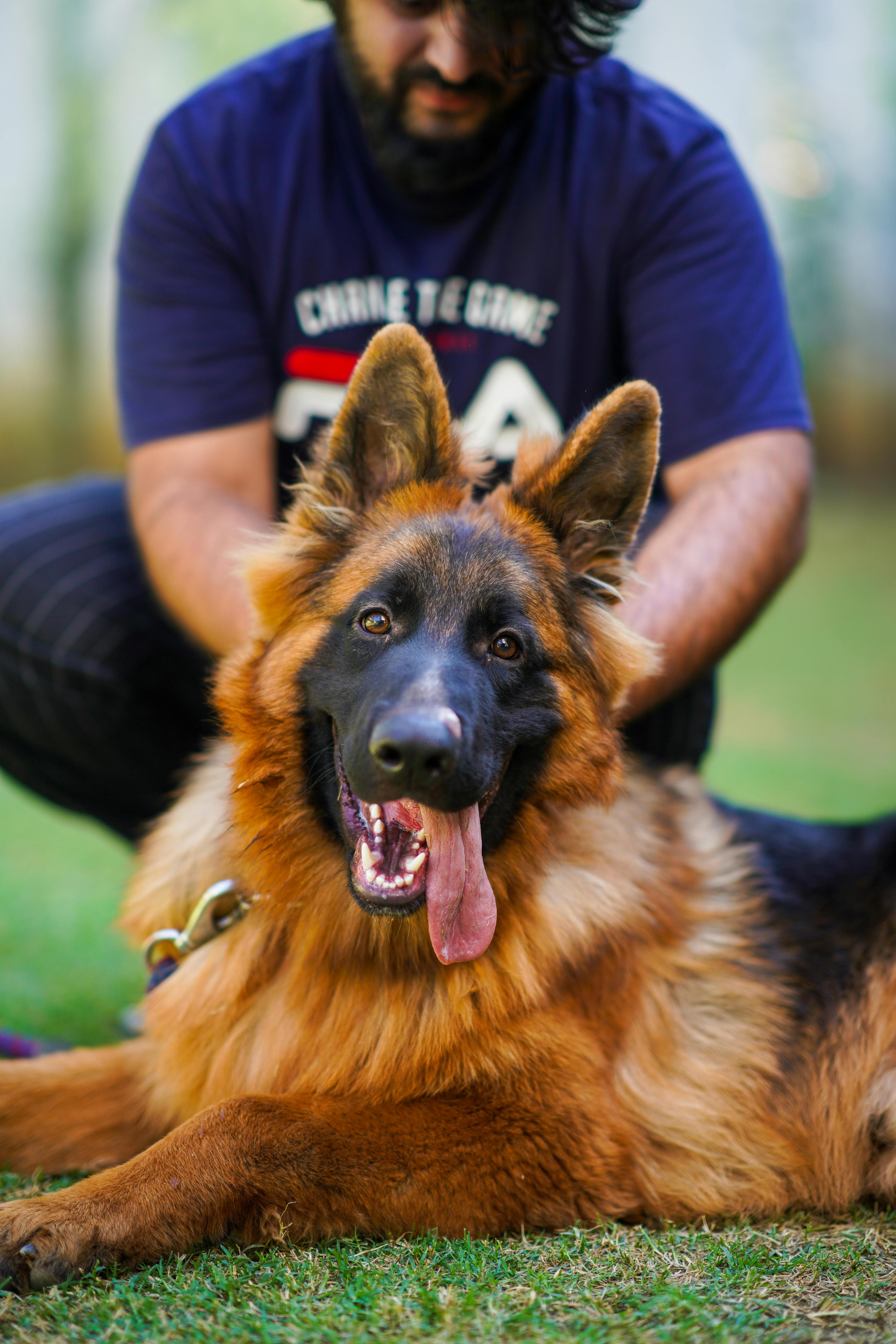 beautiful german female dog with trainer