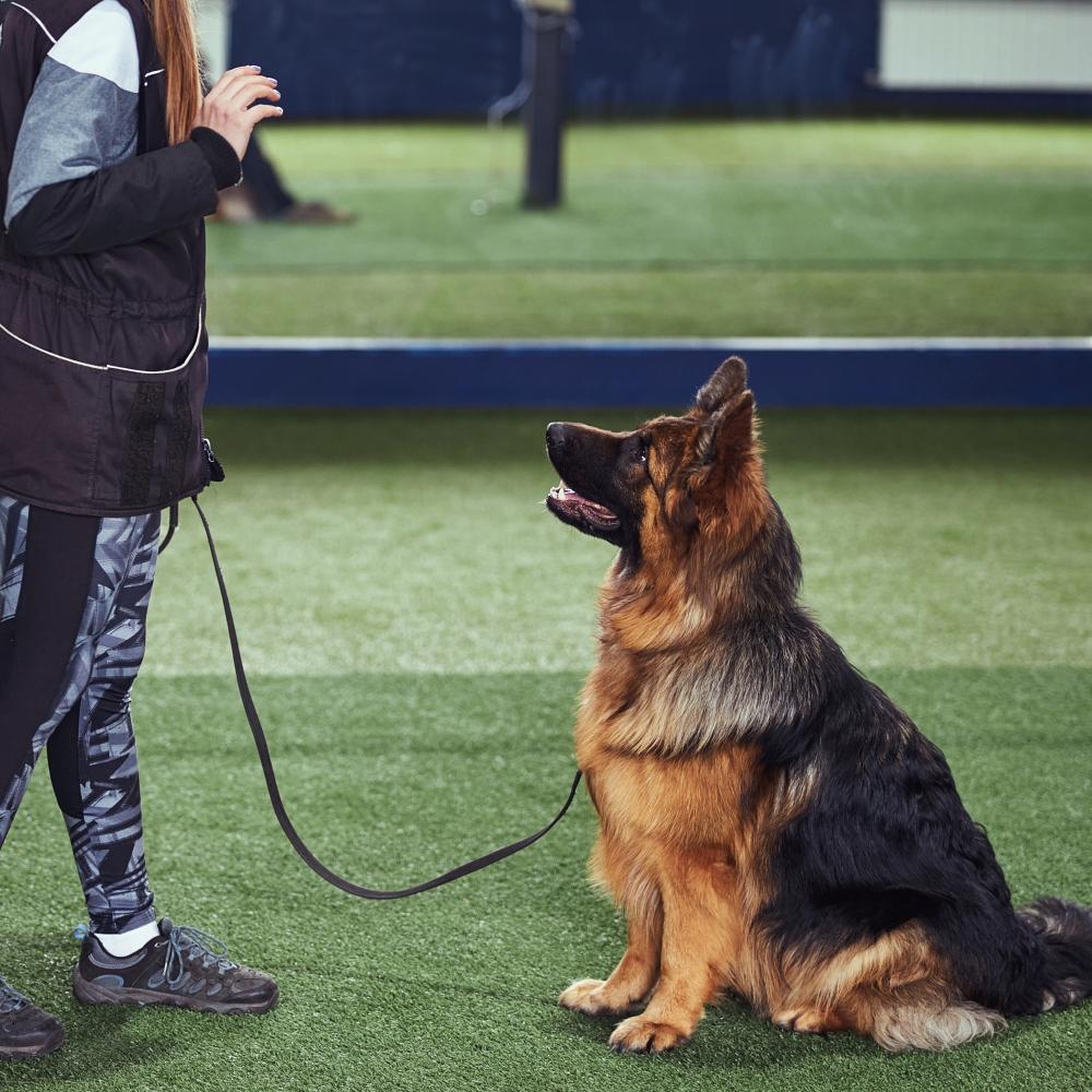 Professional trainer teaching an obedient dog the Stay command