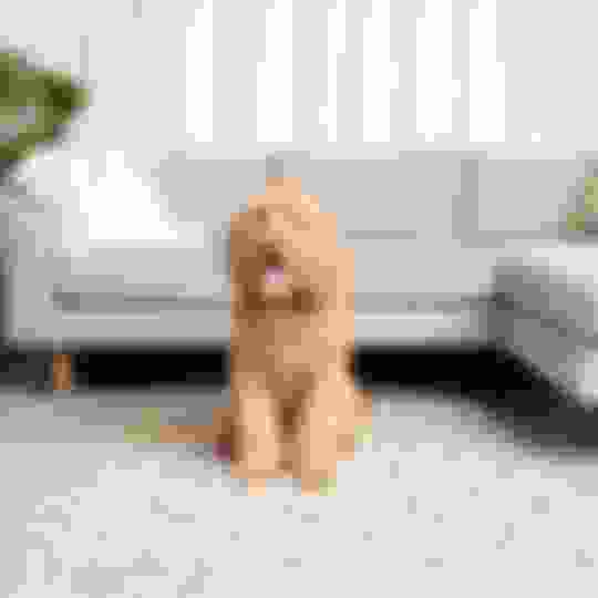 How to Train an Older Dog to Use Pee Pads Potty Buddy Potty Buddy™