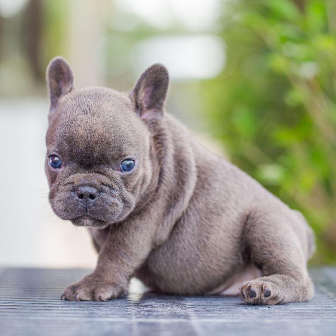 Puppy blue french bulldog