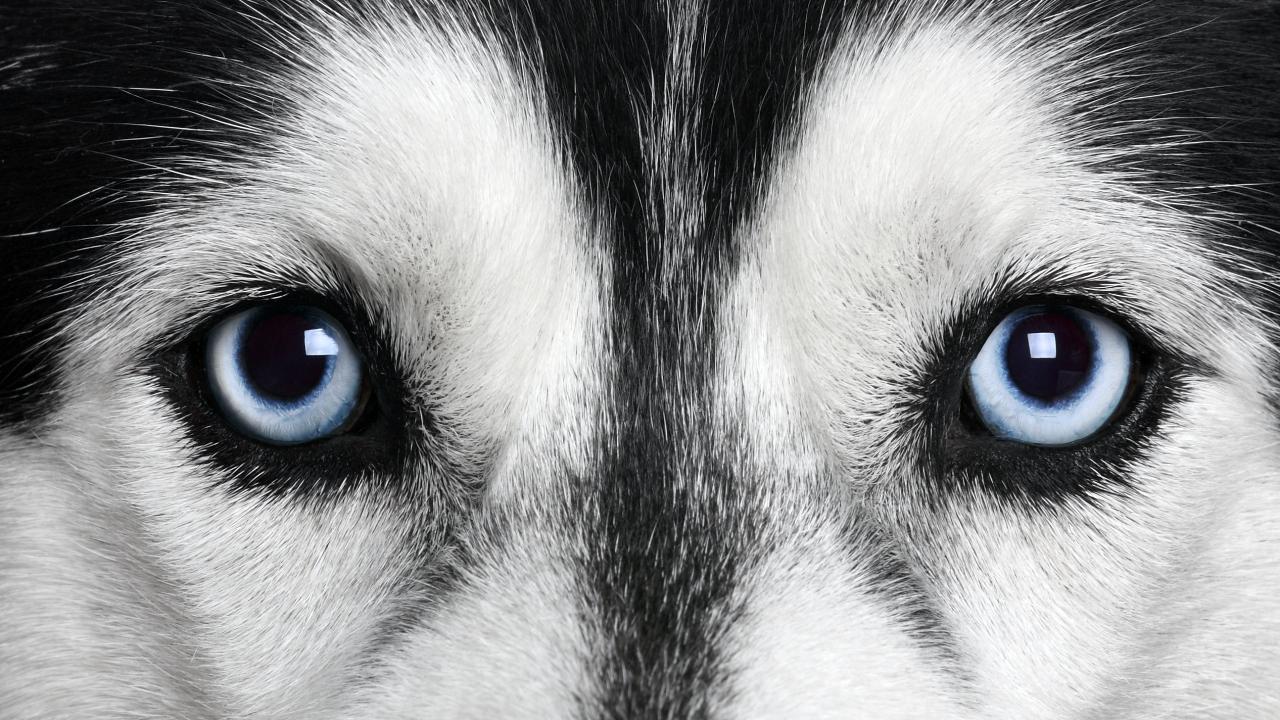 Blue eyes. Siberian Husky