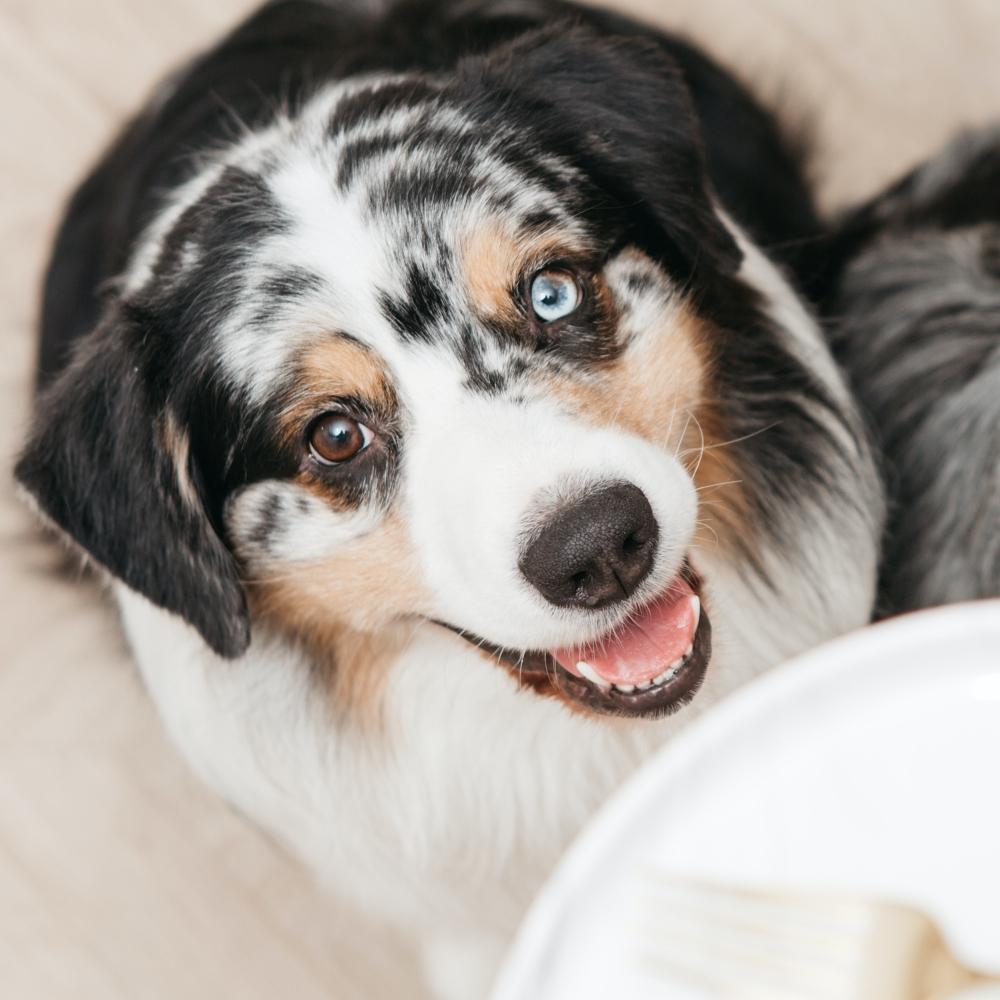 Dog begging for food