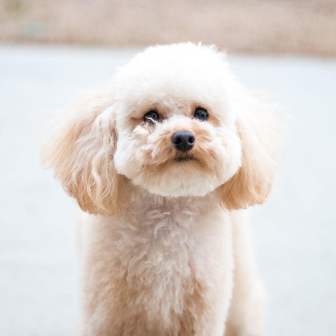 White Toy Poodle