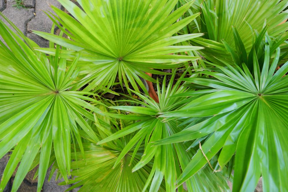 Close up of green, spiky saw palmetto plant