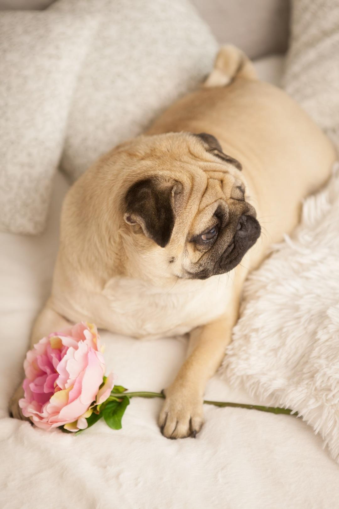 funny pug dog lay on the bed with peony flower