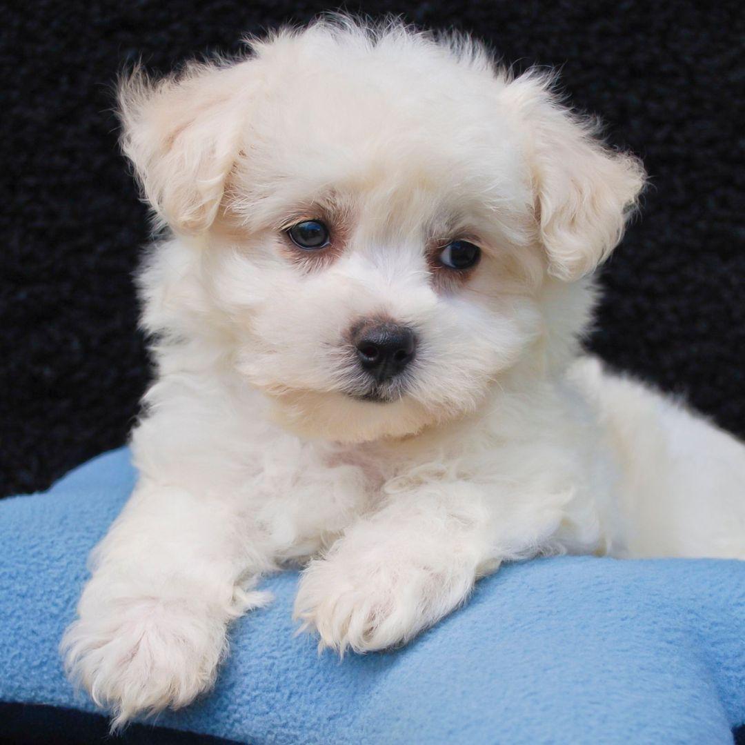 Cute Malti-Poo Puppy