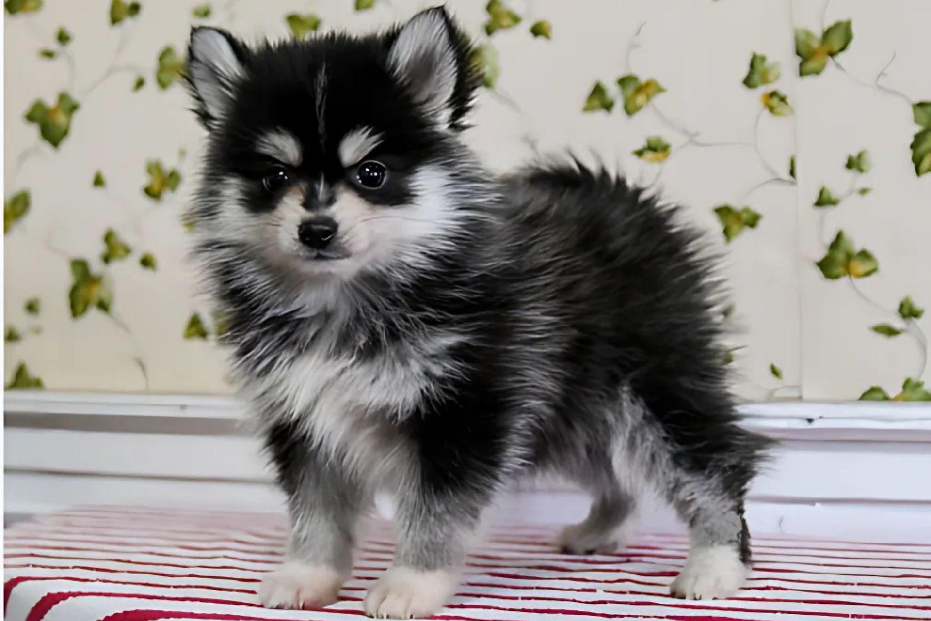 pomsky puppy standing