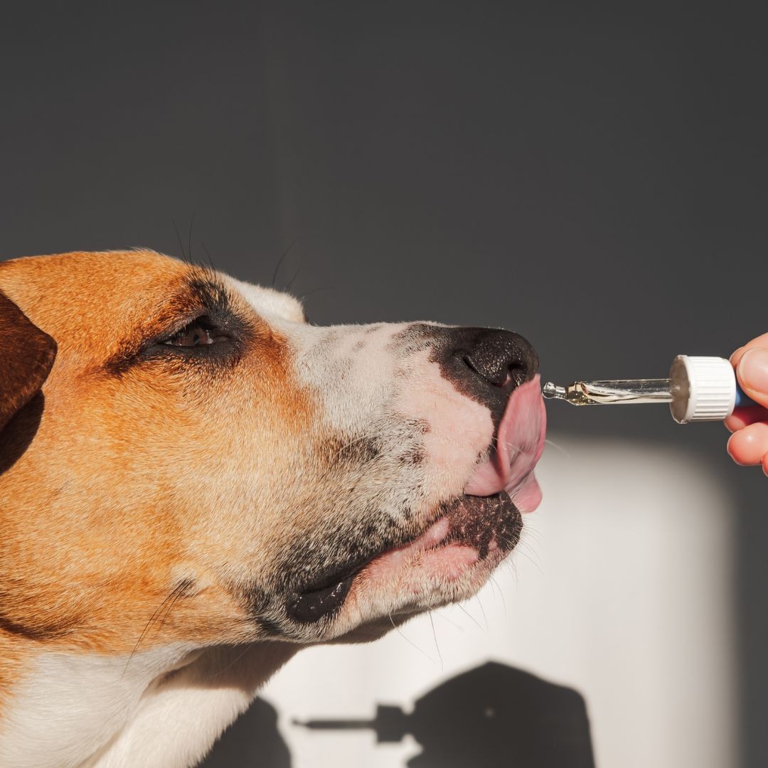 Dog licking herbal tincture
