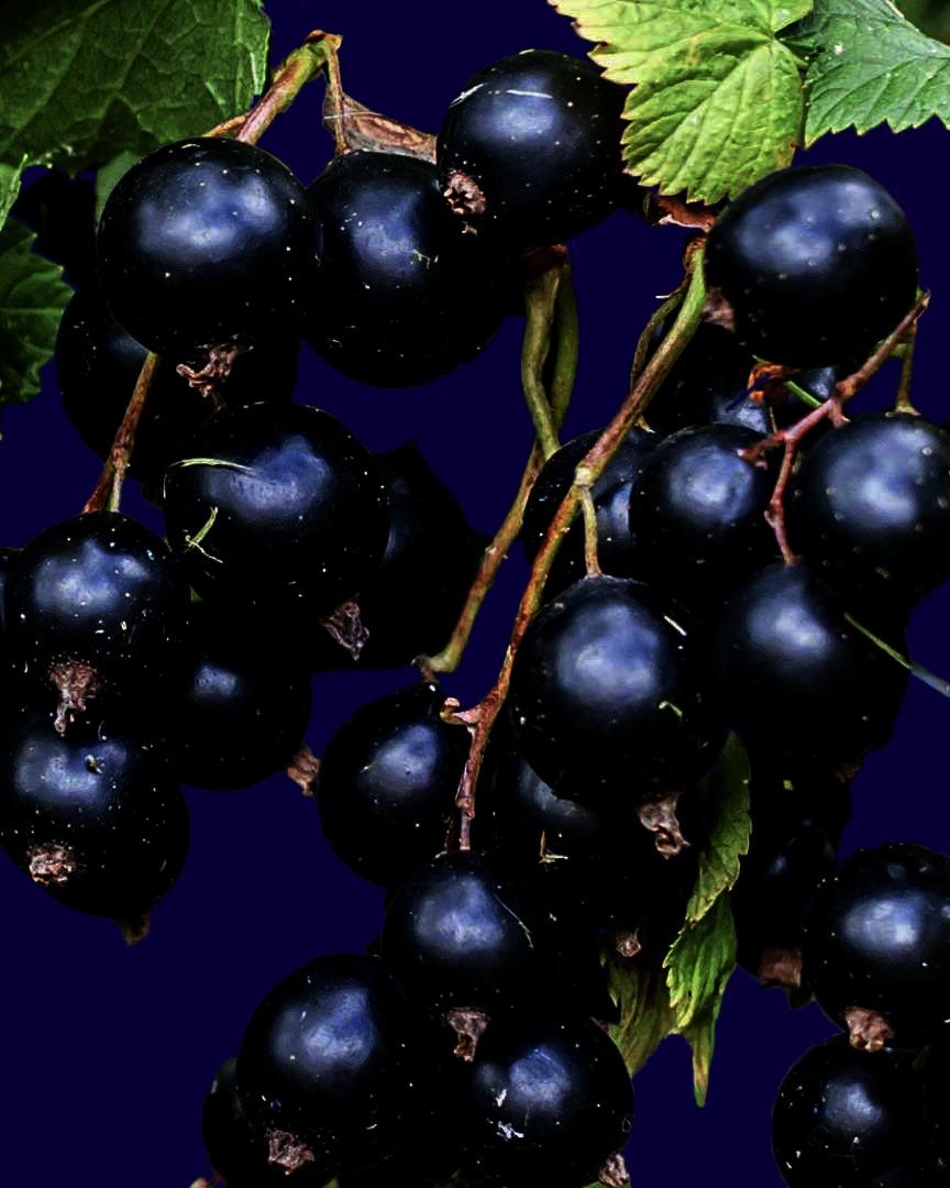 Blackcurrant