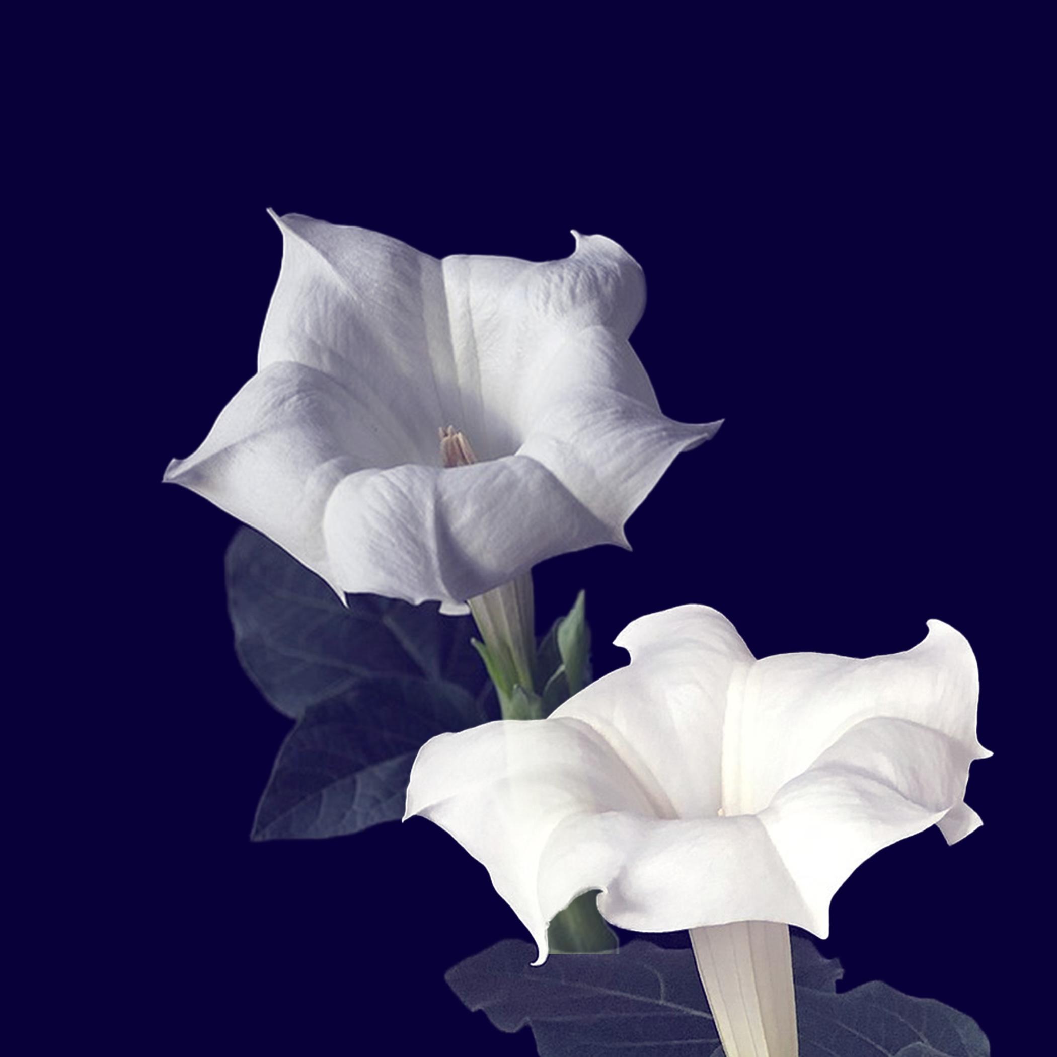 Datura Flower