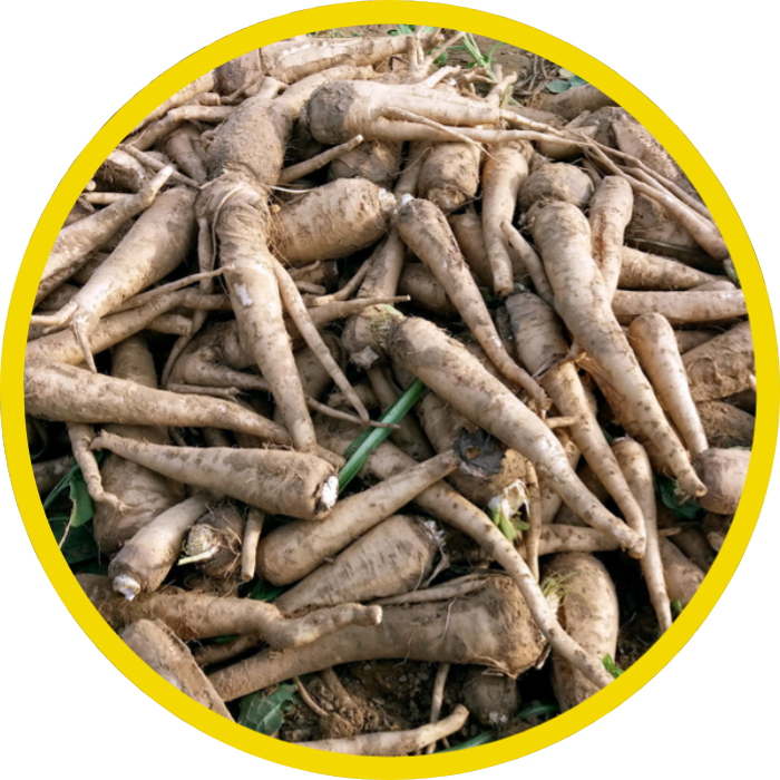 Image of Inulin source - chicory roots