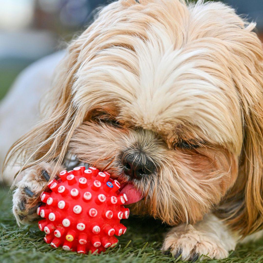 Shihtzu puppy licking toy