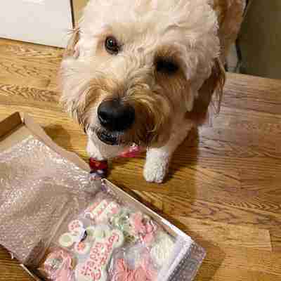 September 2020 Dog Birthday Party Celebration | Dog Birthday Treats