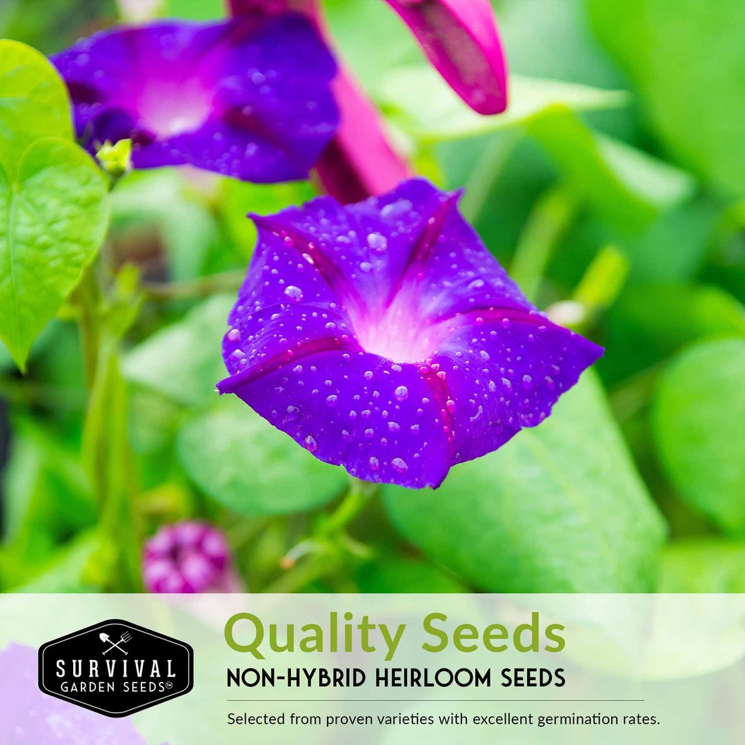 Quality non-hybrid heirloom seeds with excellent germination rates