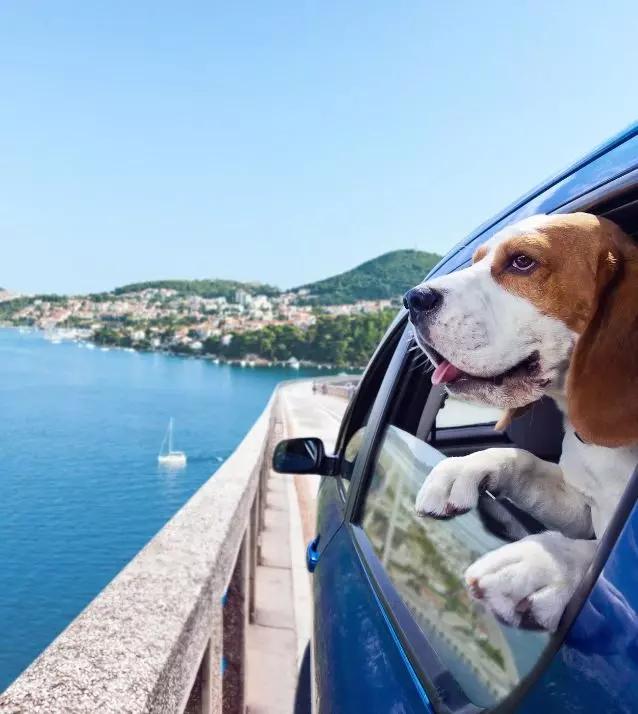traveling with your dog tips