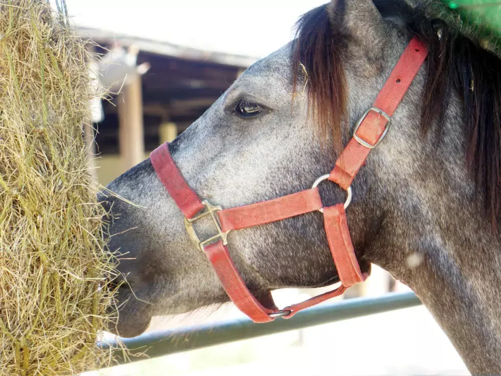 Selvita Horse Eating