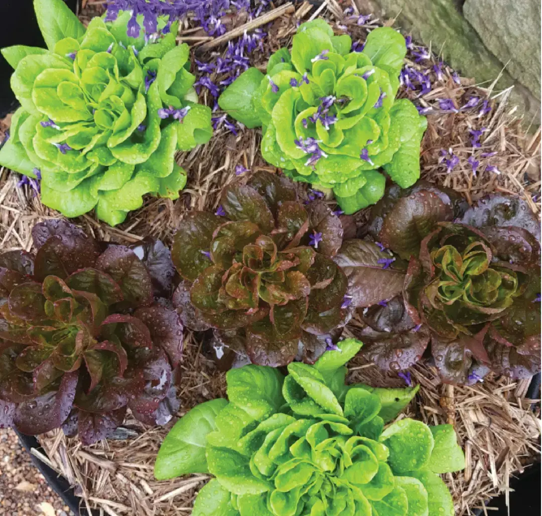 Top-down view of a black GeoFelt planter filled with straw mulch and mixed lettuces, including bright green butterhead-style lettuce and dark red loose-leaf lettuce, with scattered purple petals on the surface.
