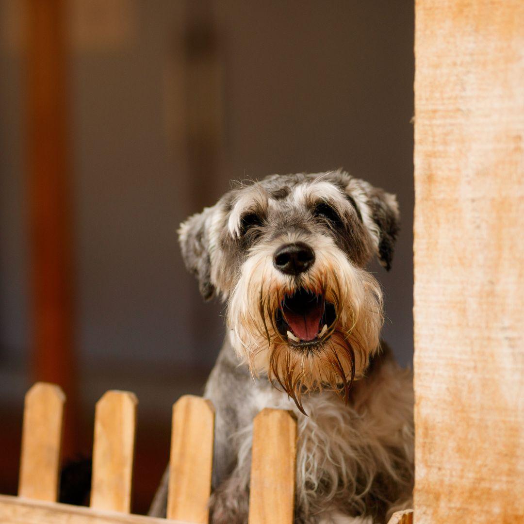 A puppy barking