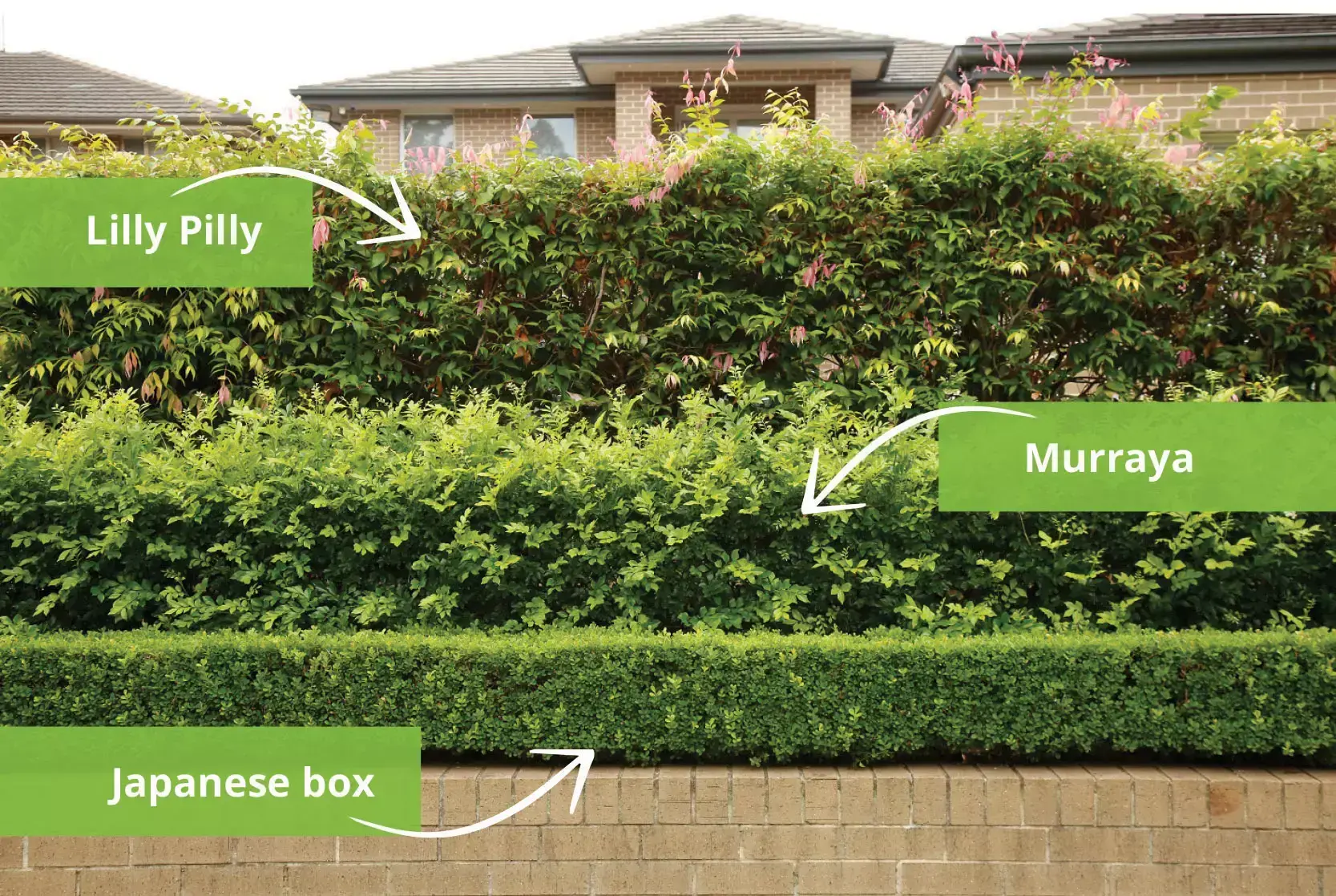 Layered hedging with Lilly Pilly at the back, Murraya in the middle, and Japanese box at the front, each labelled for plant identification.