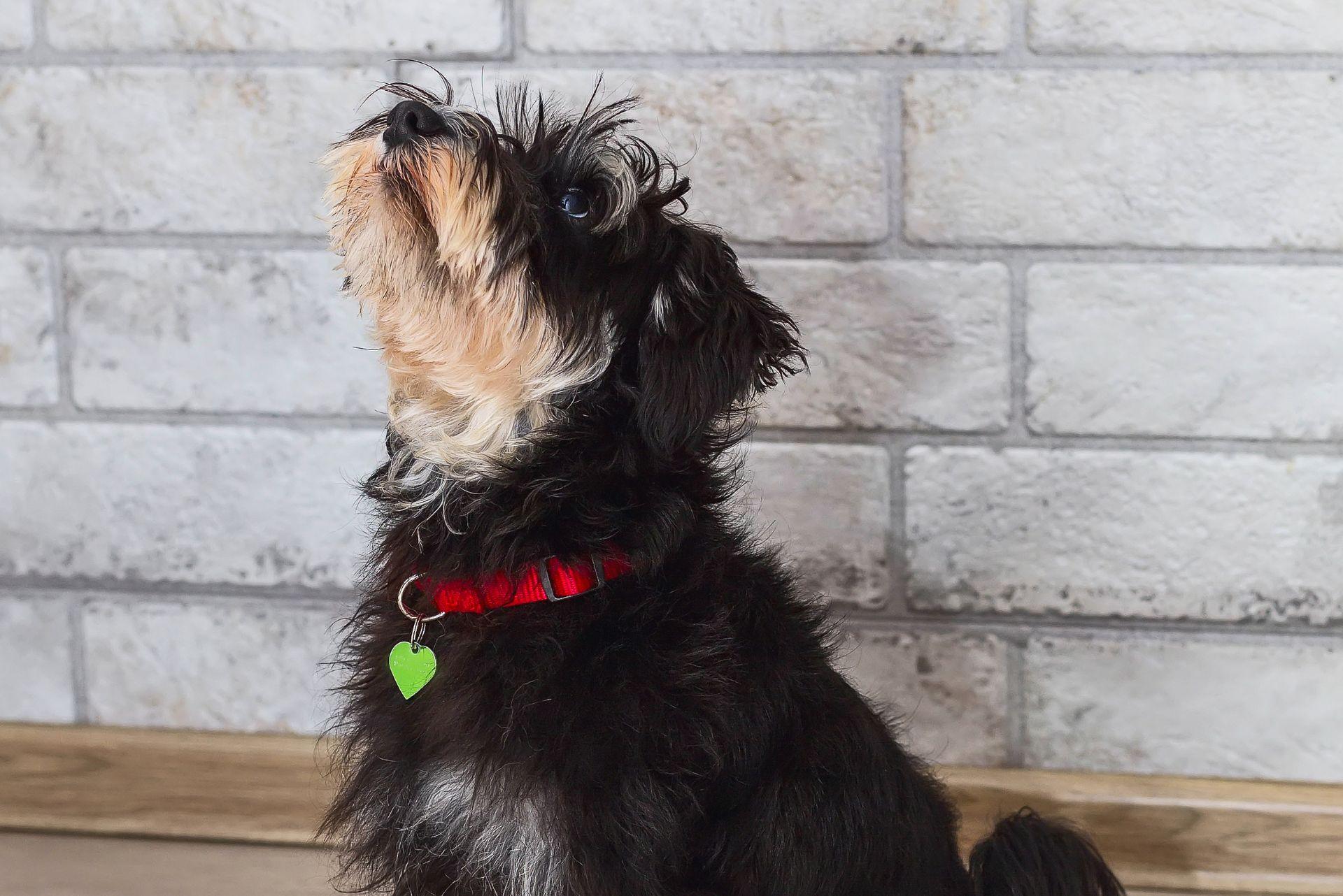 Miniature Schnauzer waiting for treat