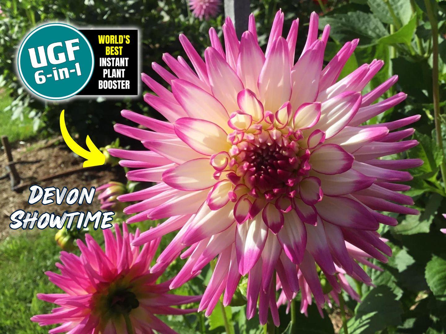UGF6in1_Natural_Fertiliser_Ornamental_Flowers_Dahlias_Huge_Pink_Devon_Showtime_Rob&Lorraine_4x3