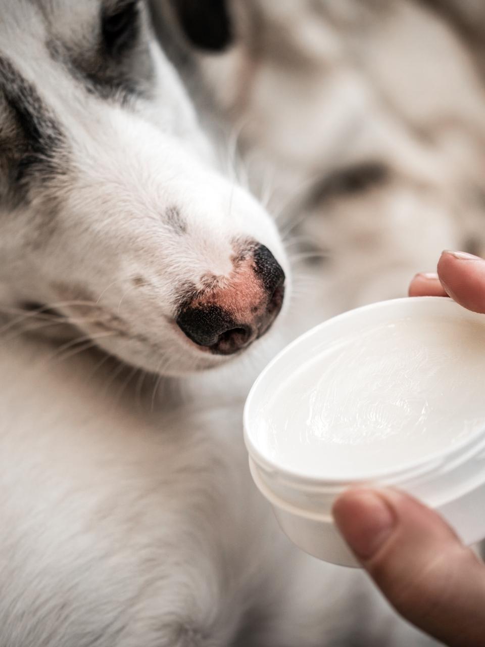 Applying nose ointment or balm on dog nose, protection and caring, dudley nose