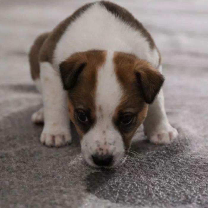 Puppy smelling pee on carpet