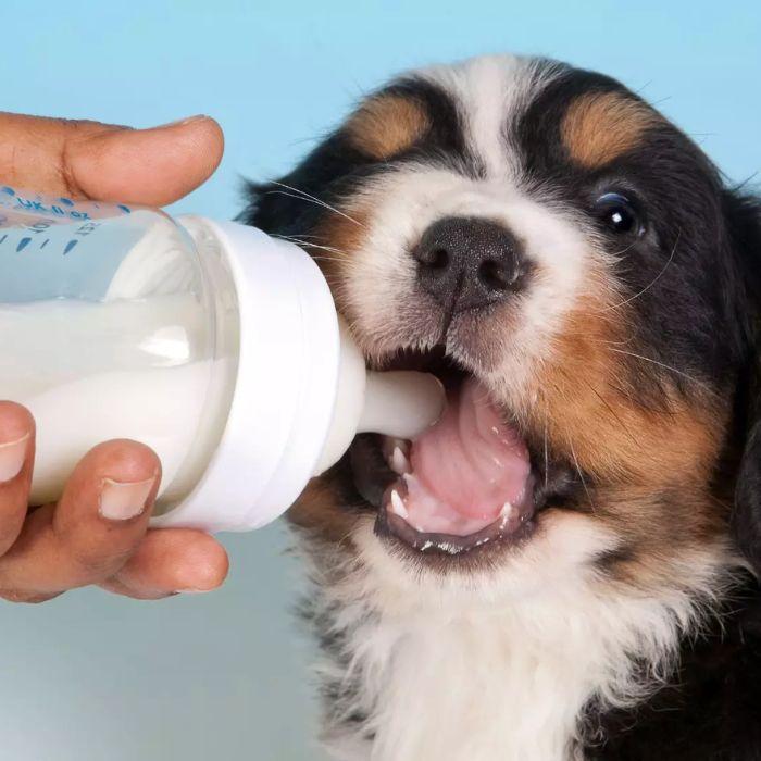 Dog drinking milk